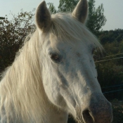 Photo d'Appaloosa