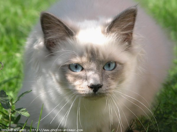 Photo de Sacr de birmanie