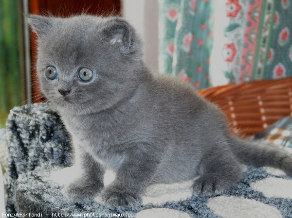 Photo de British shorthair