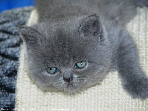 Photo de British shorthair