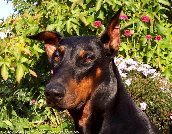 Photo de Dobermann