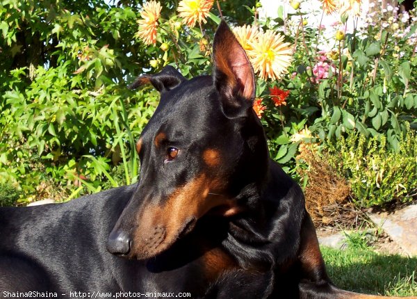 Photo de Dobermann