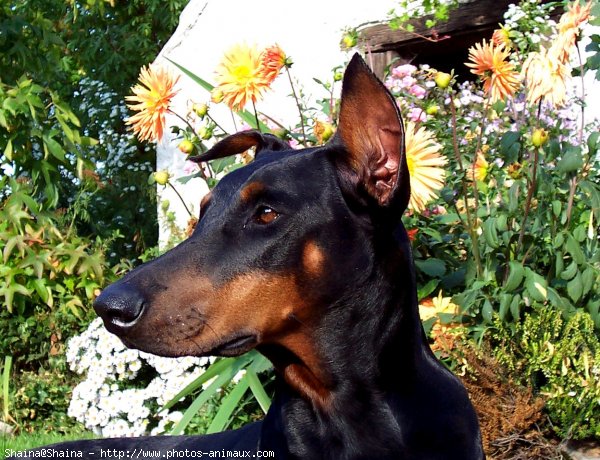 Photo de Dobermann