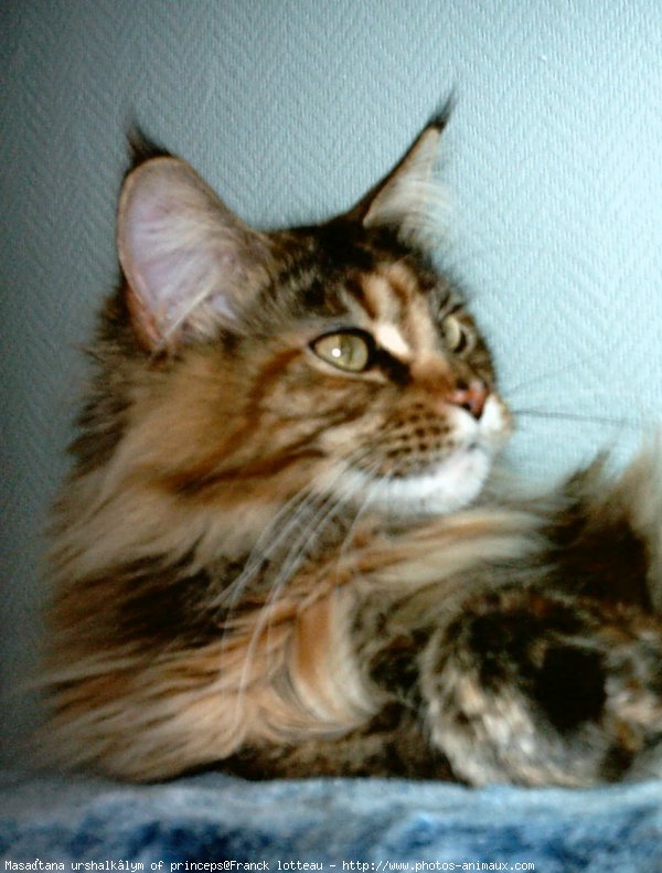 Photo De Maine Coon Masaitana Urshalkalym Of Princeps N Sur Photos Animaux Com