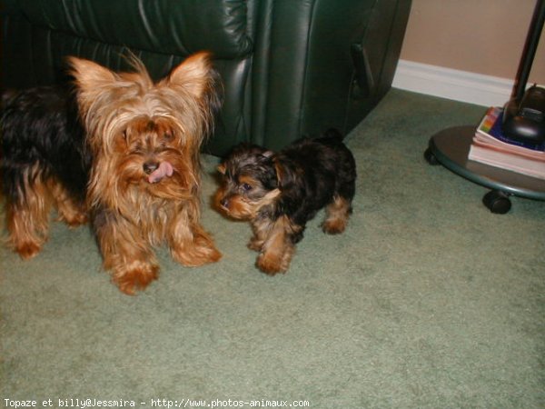 Photo de Yorkshire terrier