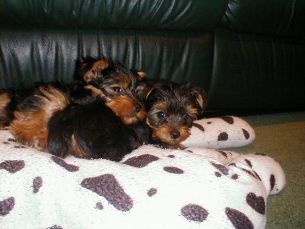 Photo de Yorkshire terrier