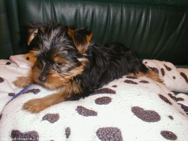 Photo de Yorkshire terrier