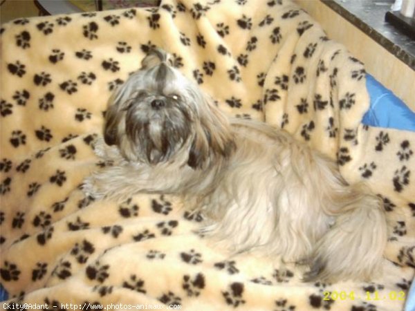 Photo de Shih tzu