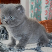 Photo de British shorthair