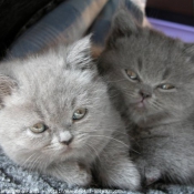 Photo de British shorthair