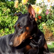 Photo de Dobermann