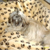 Photo de Shih tzu