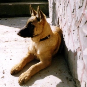 Photo de Berger belge malinois