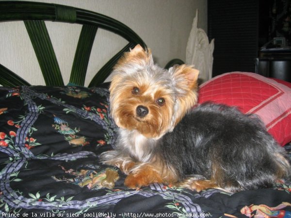 Photo de Yorkshire terrier