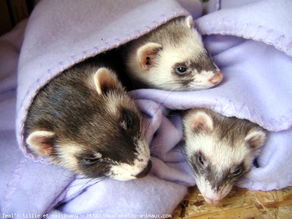 Photo de Furet