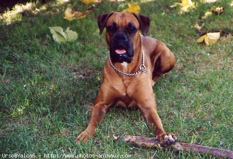 Photo de Boxer