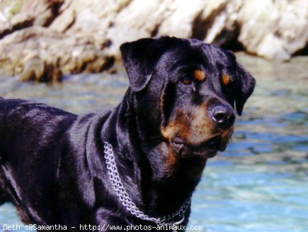 Photo de Rottweiler