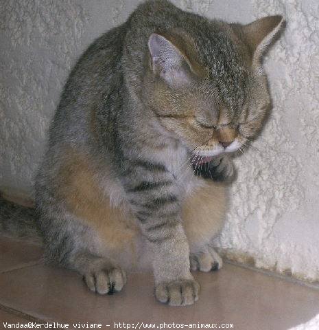 Photo de British shorthair