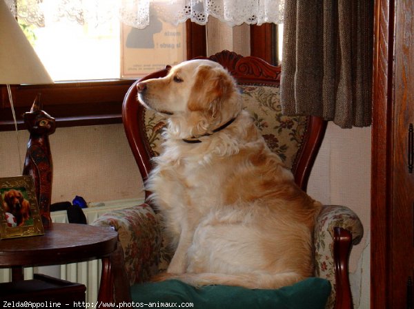 Photo de Golden retriever