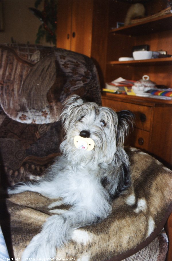 Photo de Chien de berger des pyrenes  poil long