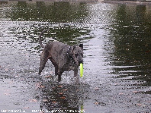 Photo de Dogue allemand