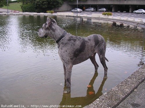 Photo de Dogue allemand