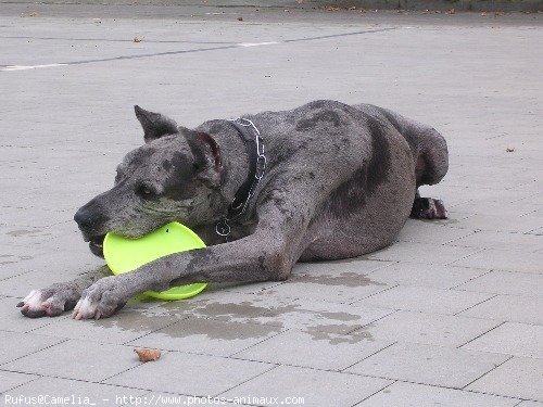 Photo de Dogue allemand