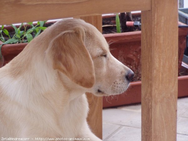 Photo de Labrador retriever