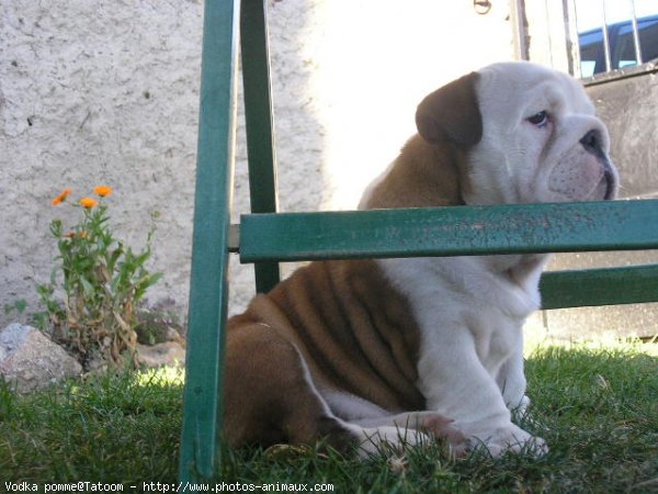 Photo de Bulldog