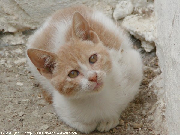 Photo de Chat domestique