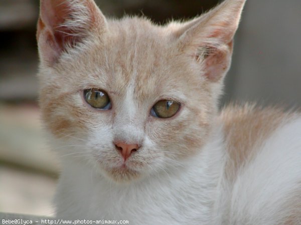 Photo de Chat domestique