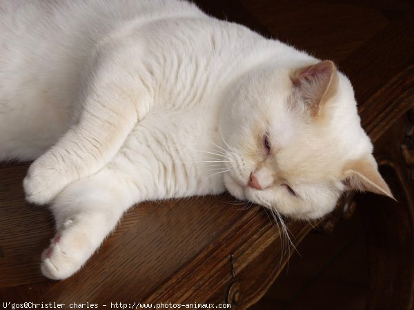 Photo de British shorthair