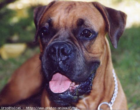 Photo de Boxer