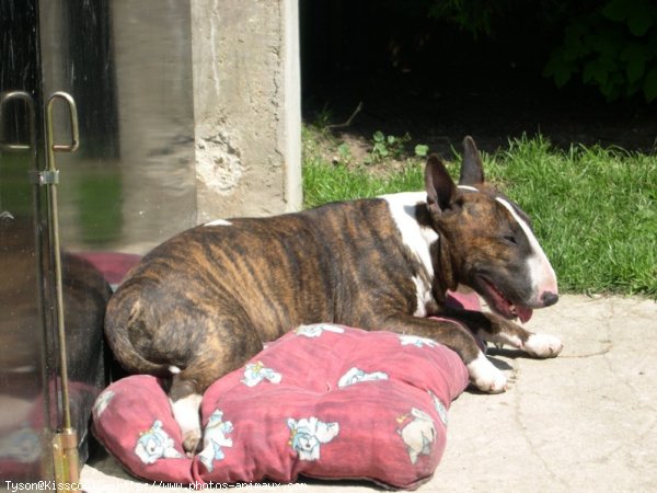 Photo de Bull terrier miniature