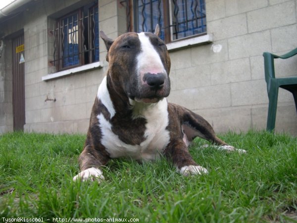 Photo de Bull terrier miniature