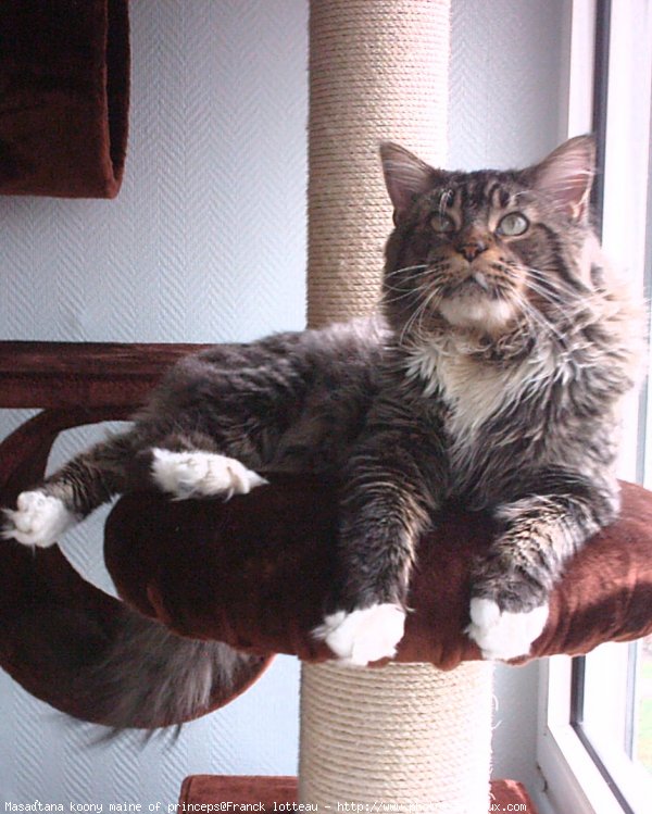 Photo de Maine coon