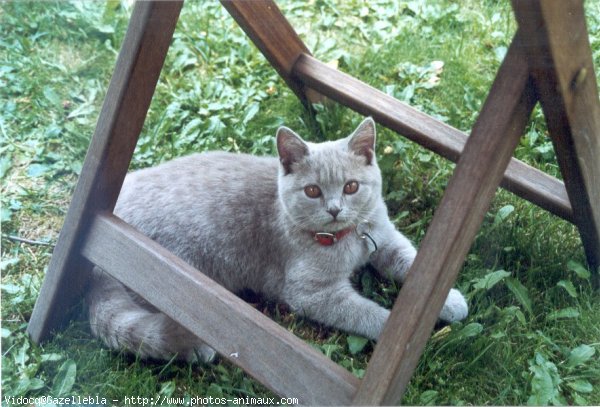 Photo de British shorthair