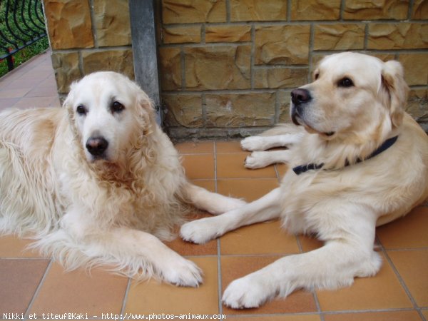 Photo de Golden retriever