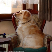 Photo de Golden retriever