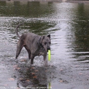 Photo de Dogue allemand