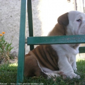 Photo de Bulldog