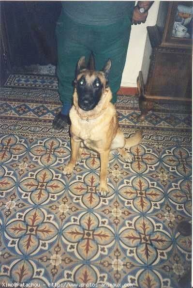 Photo de Berger belge malinois