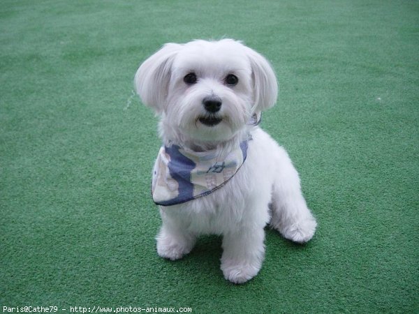 Photo de Bichon maltais