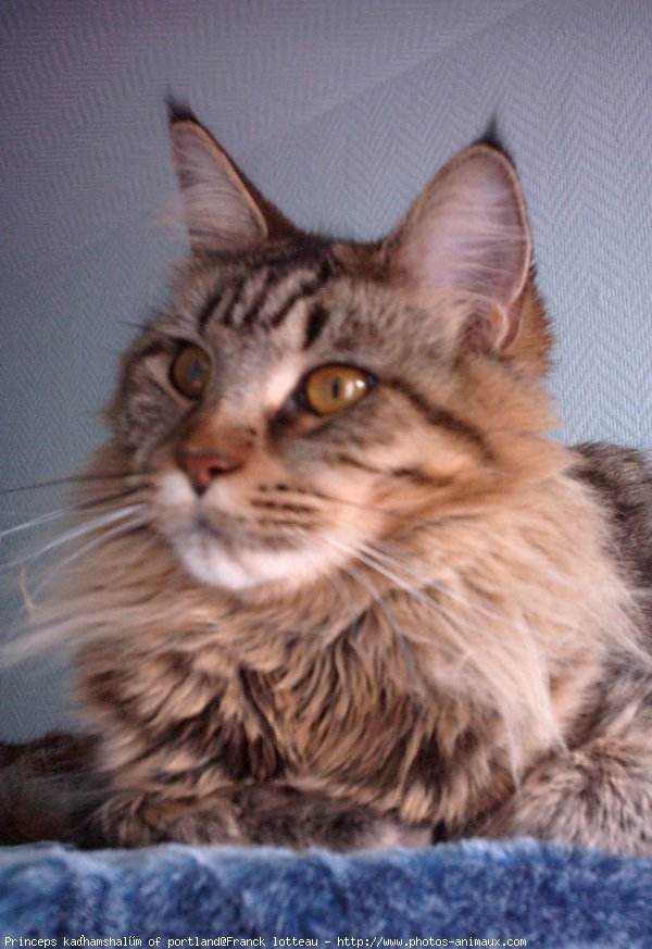 Photo de Maine coon