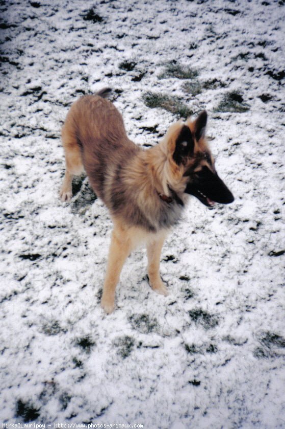 Photo de Berger belge tervueren