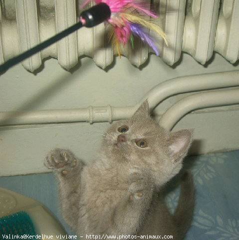 Photo de British shorthair