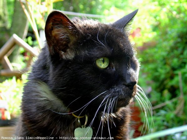 Photo de Chat domestique