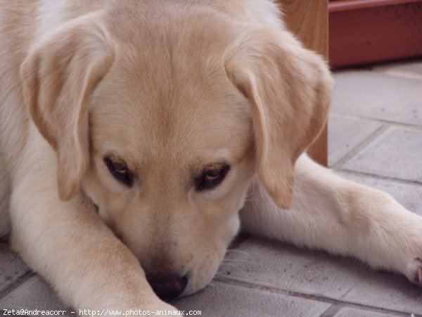 Photo de Labrador retriever