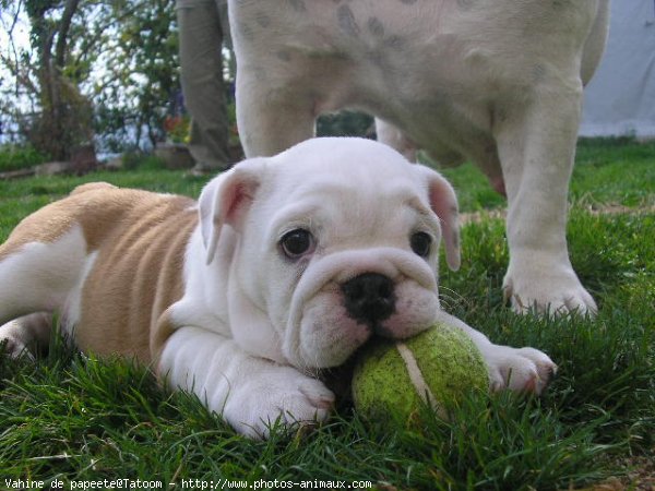 Photo de Bulldog