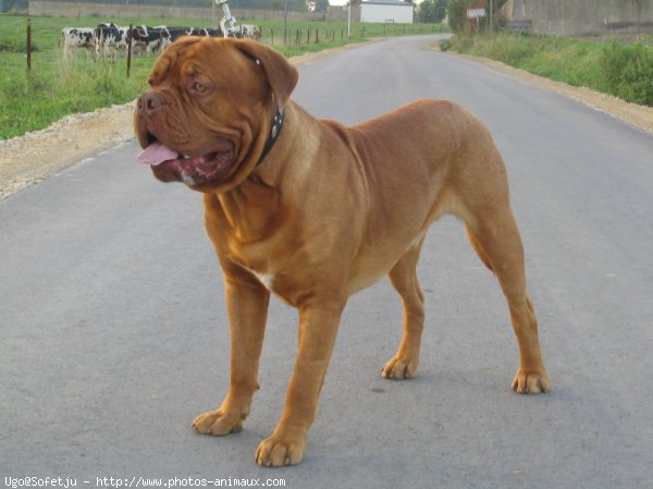 Photo de Dogue de bordeaux